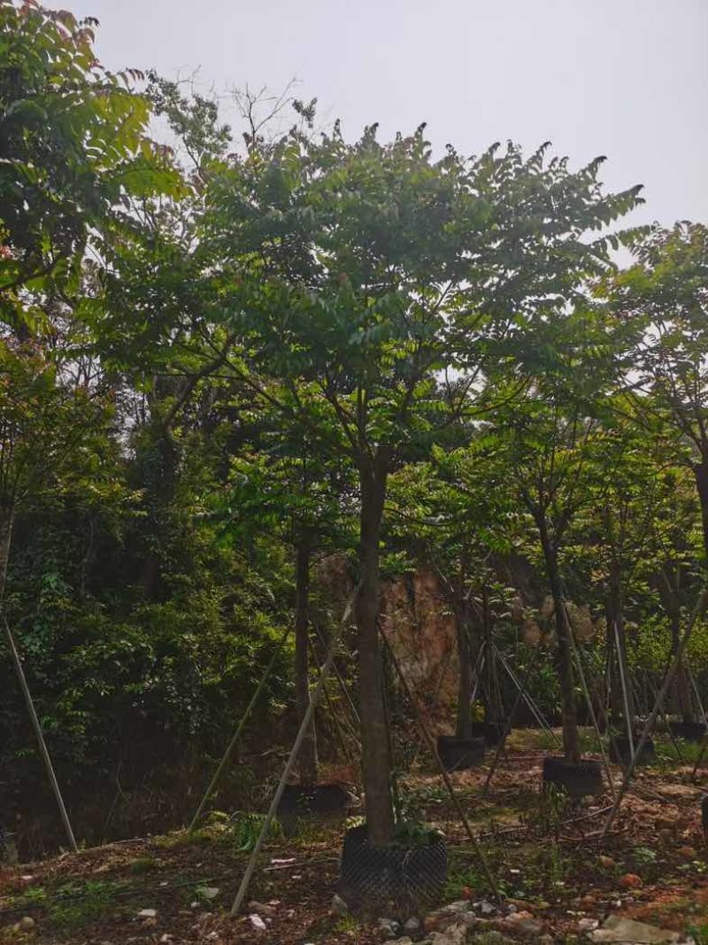 麻楝12～18公分基地直销规格齐全欢迎老板来电咨询合作