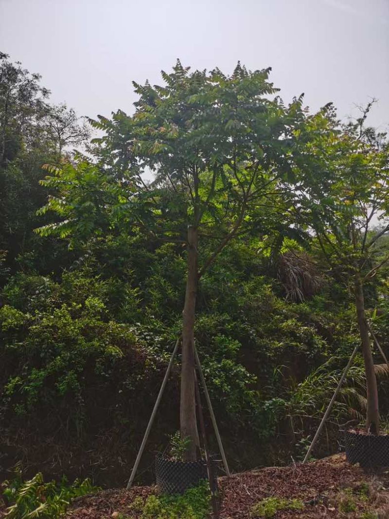 麻楝12～18公分基地直销规格齐全欢迎老板来电咨询合作