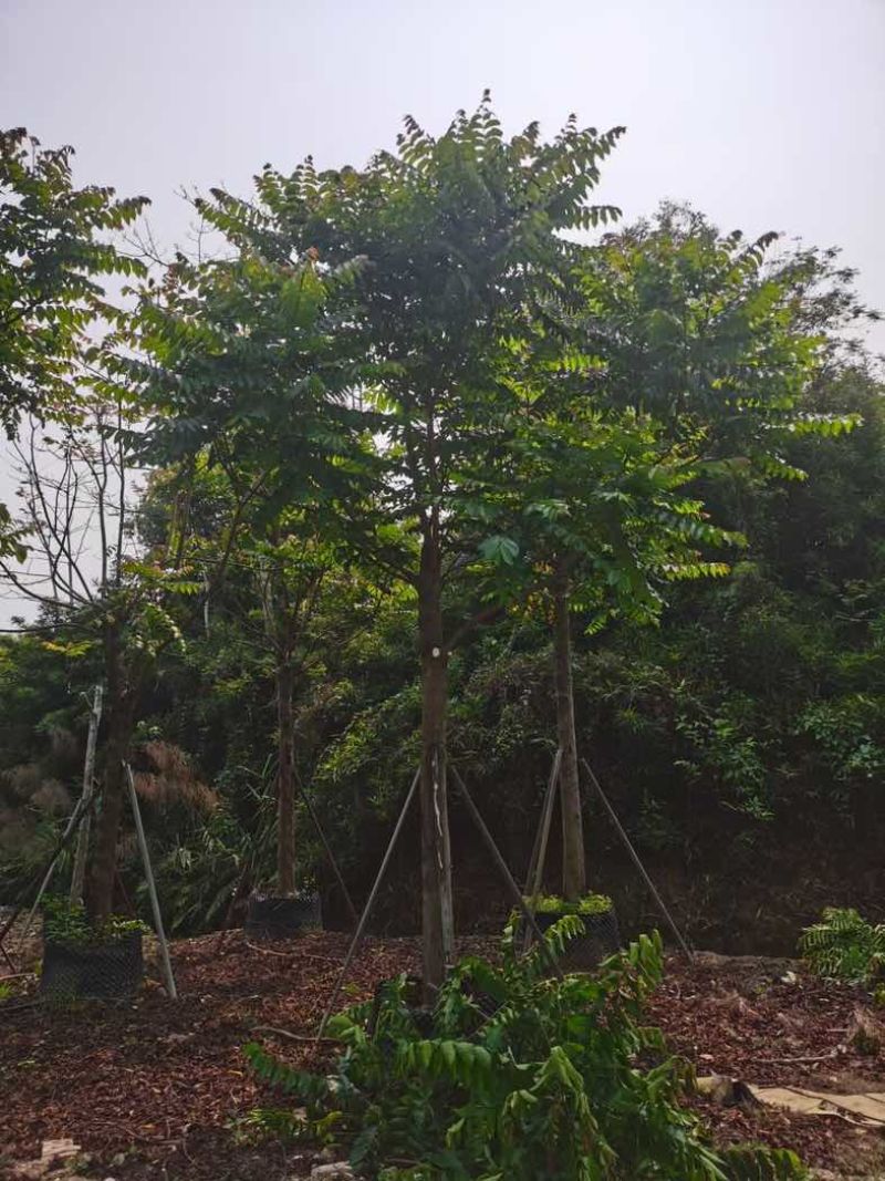 麻楝12～18公分基地直销规格齐全欢迎老板来电咨询合作