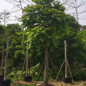 麻楝12～18公分基地直销规格齐全欢迎老板来电咨询合作