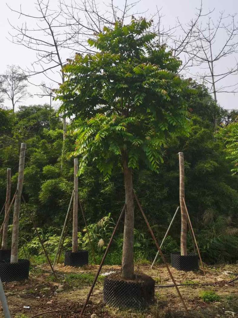 麻楝12～18公分基地直销规格齐全欢迎老板来电咨询合作