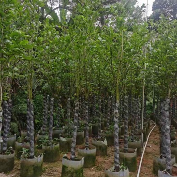 荷花玉兰（紫玉兰）3～6基地直销规格齐全欢迎老板来电咨询
