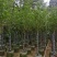 荷花玉兰（紫玉兰）3～6基地直销规格齐全欢迎老板来电咨询
