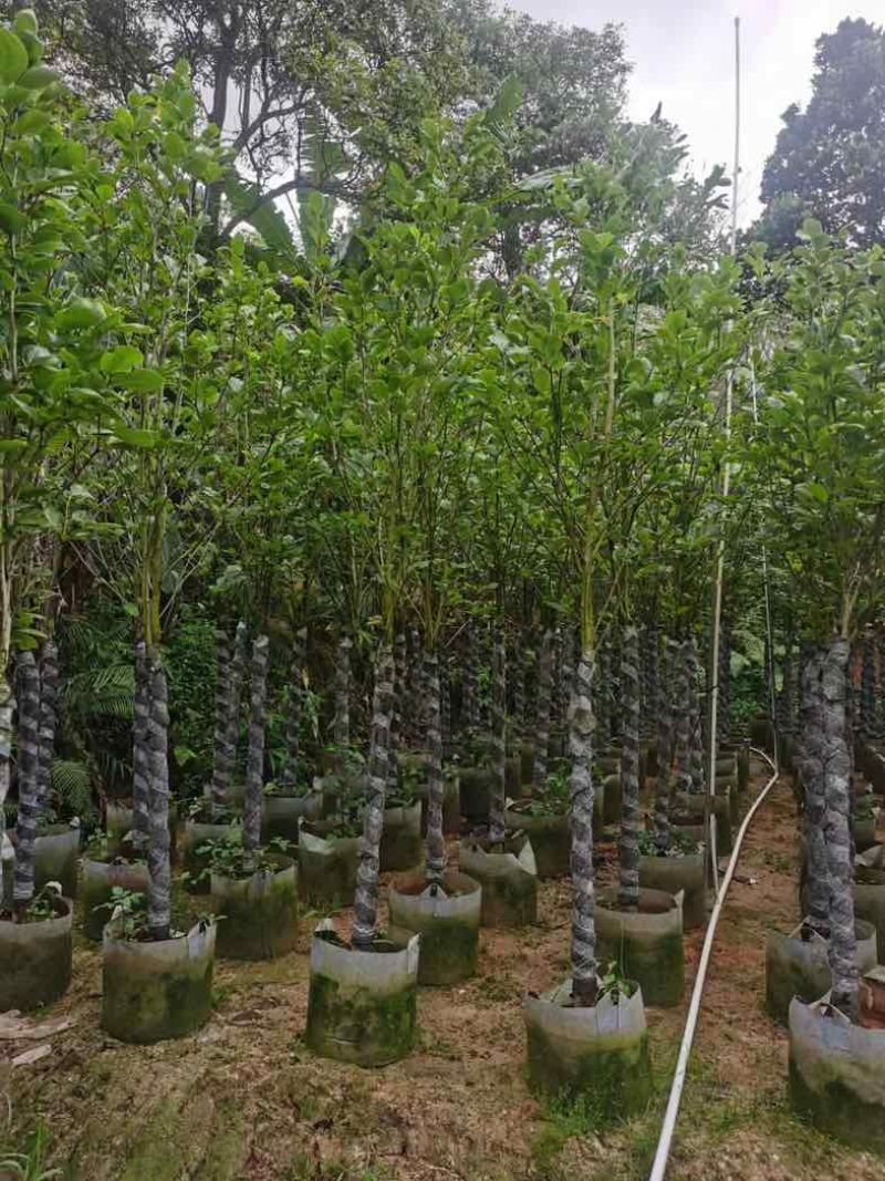 荷花玉兰（紫玉兰）3～6基地直销规格齐全欢迎老板来电咨询