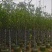 荷花玉兰（紫玉兰）3～6基地直销规格齐全欢迎老板来电咨询