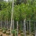 荷花玉兰（紫玉兰）3～6基地直销规格齐全欢迎老板来电咨询