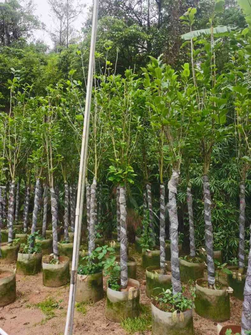 荷花玉兰（紫玉兰）3～6基地直销规格齐全欢迎老板来电咨询