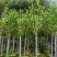 荷花玉兰（紫玉兰）3～6基地直销规格齐全欢迎老板来电咨询