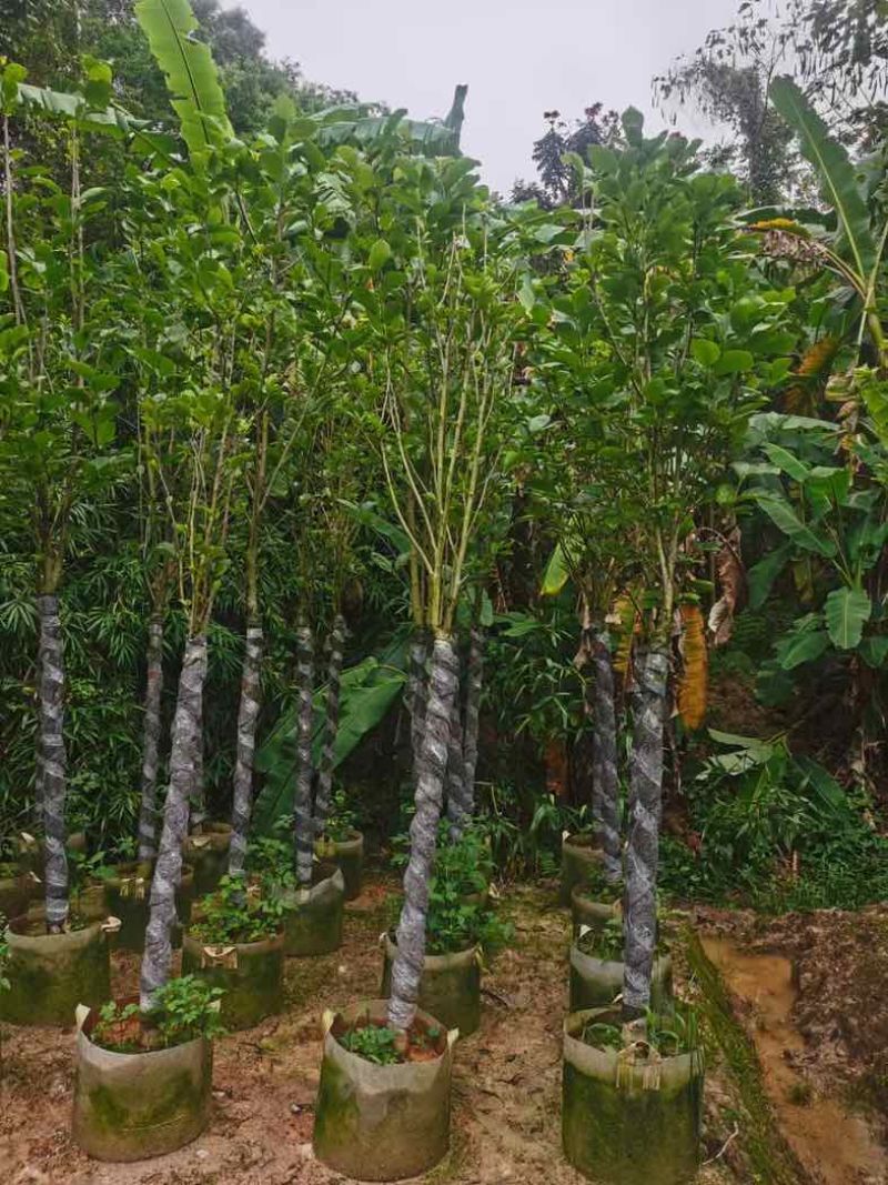 荷花玉兰（紫玉兰）3～6基地直销规格齐全欢迎老板来电咨询