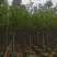 荷花玉兰（紫玉兰）3～6基地直销规格齐全欢迎老板来电咨询