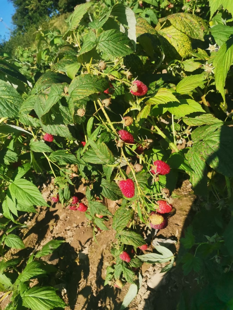 浙江双季红树霉黑树霉苗黄树霉苗，基地直发提供技术