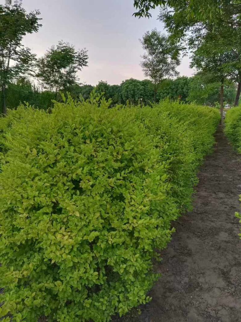 亮晶女贞球，高度1米，冠幅1米定价80
