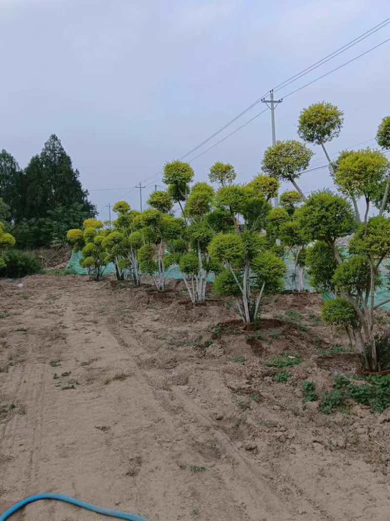 造型亮晶女贞，高度1米5到3米，5颗起，定价1500到300