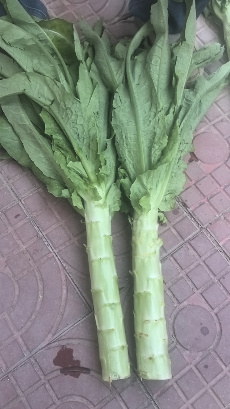精品青叶莴笋莴笋不空心