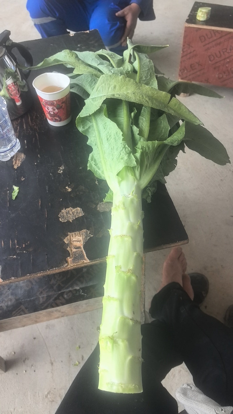 精品青叶莴笋莴笋不空心