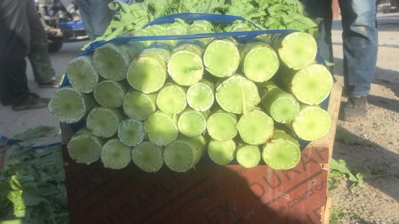 精品青叶莴笋莴笋不空心