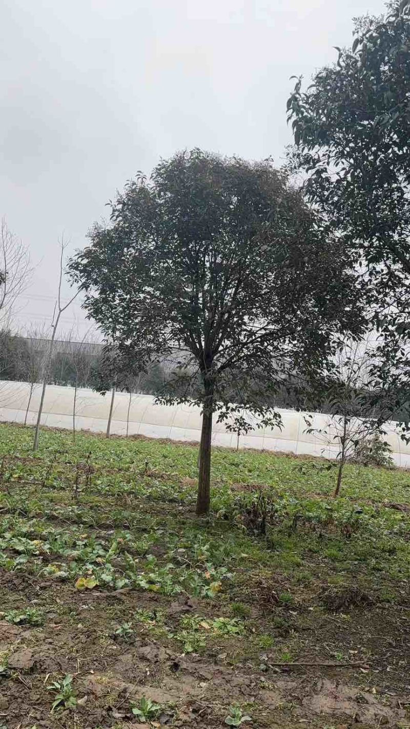 江苏大叶女贞产地批发规格齐全量大从优欢迎选购