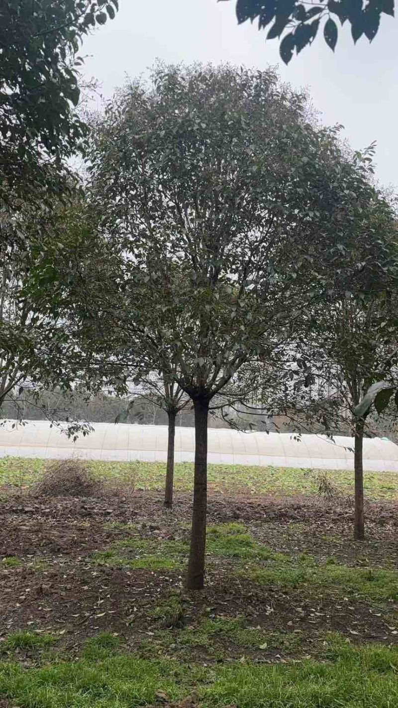 江苏大叶女贞产地批发规格齐全量大从优欢迎选购