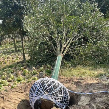 江苏大叶女贞产地批发规格齐全量大从优欢迎选购