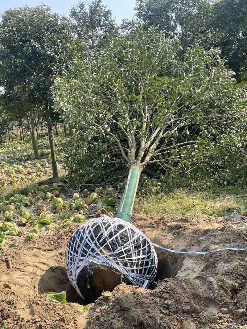 江苏大叶女贞产地批发规格齐全量大从优欢迎选购