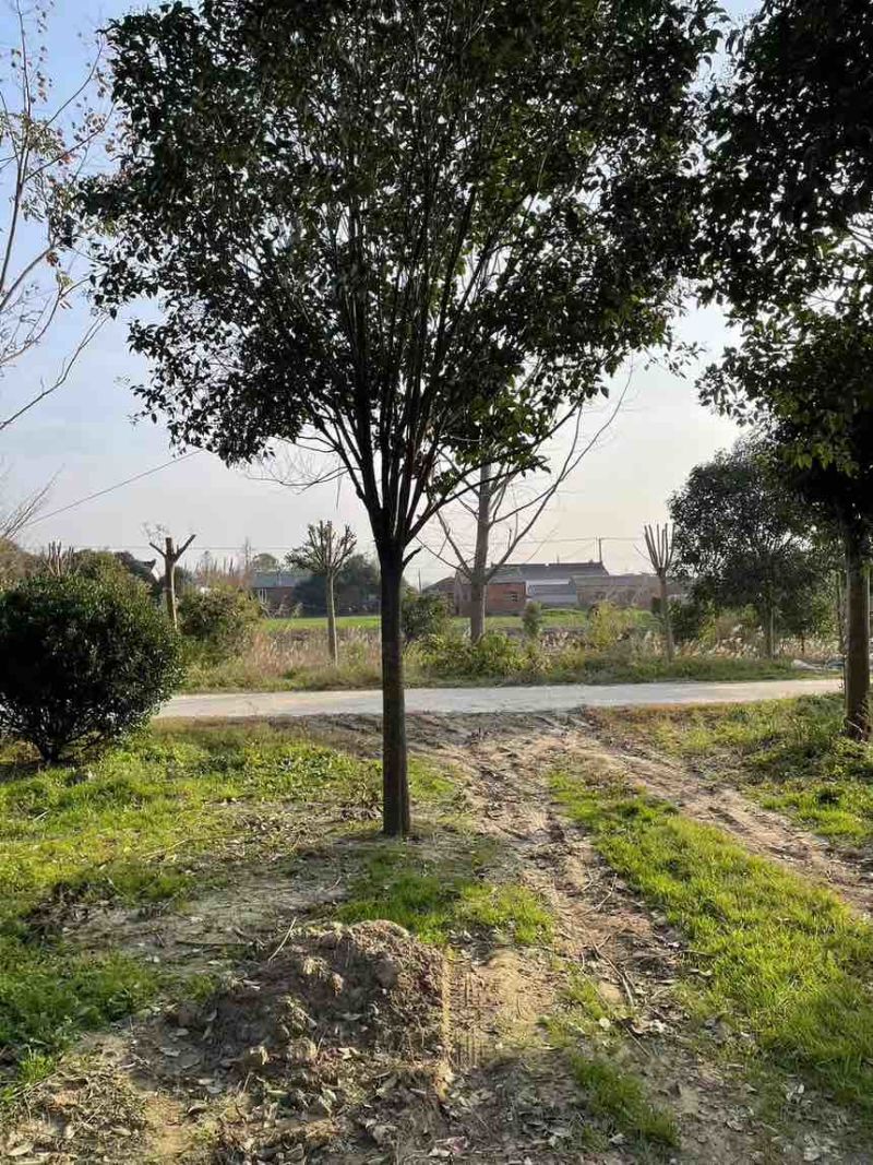 江苏大叶女贞产地批发规格齐全量大从优欢迎选购