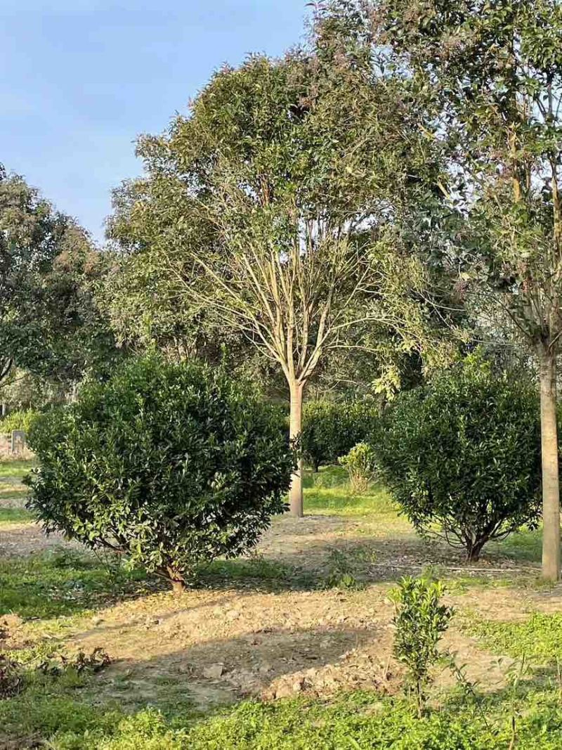 江苏大叶女贞产地批发规格齐全量大从优欢迎选购