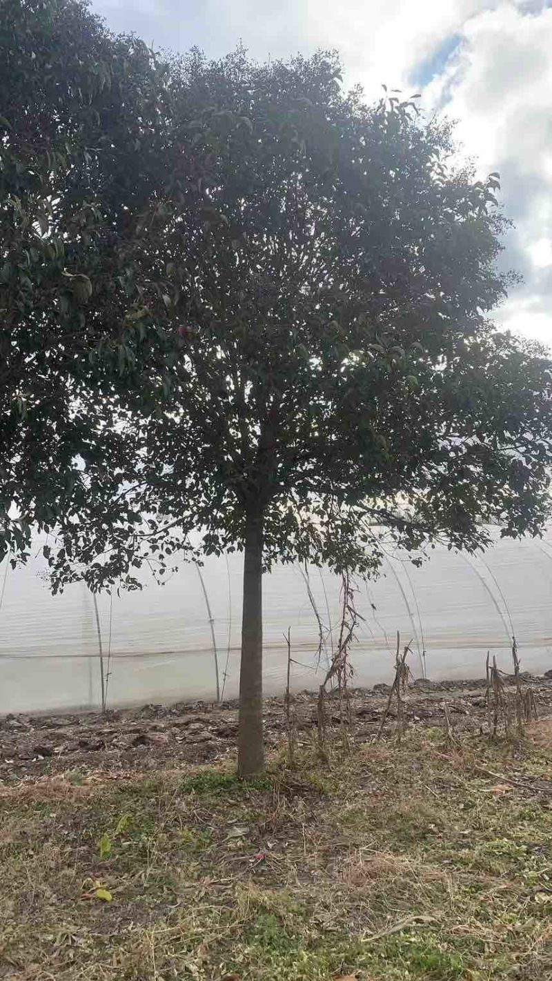 江苏大叶女贞产地批发规格齐全量大从优欢迎选购