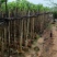 樱花树3～10公分基地直销规格齐全欢迎老板来电咨询合作