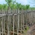 樱花树3～10公分基地直销规格齐全欢迎老板来电咨询合作