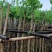 樱花树3～10公分基地直销规格齐全欢迎老板来电咨询合作