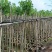 樱花树3～10公分基地直销规格齐全欢迎老板来电咨询合作