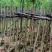 樱花树3～10公分基地直销规格齐全欢迎老板来电咨询合作