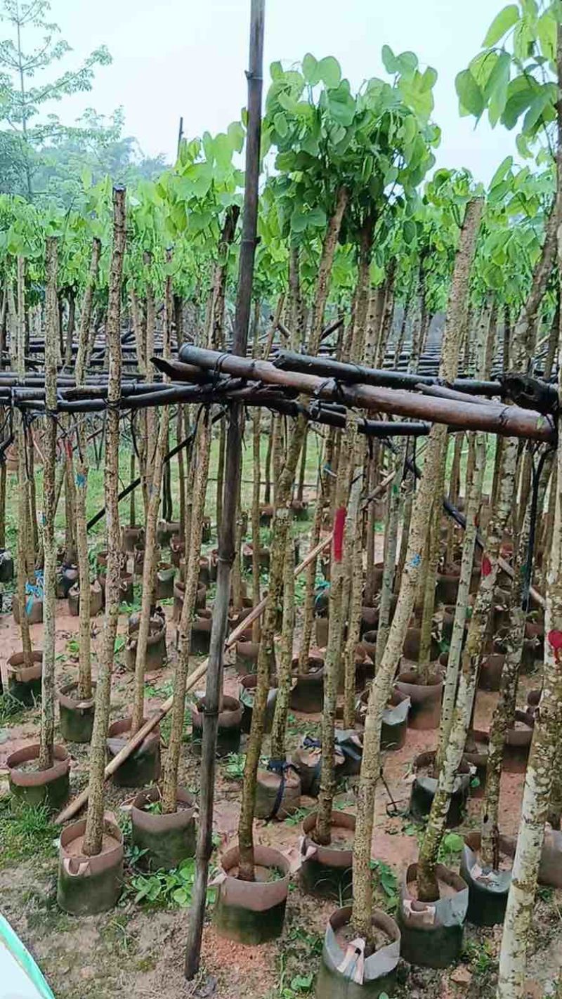 樱花树3～10公分基地直销规格齐全欢迎老板来电咨询合作