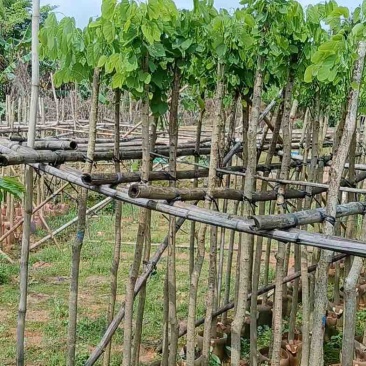 樱花树3～10公分基地直销规格齐全欢迎老板来电咨询合作