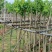 樱花树3～10公分基地直销规格齐全欢迎老板来电咨询合作