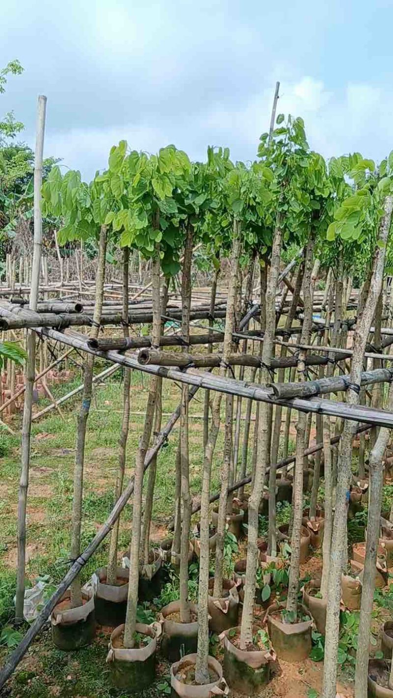 樱花树3～10公分基地直销规格齐全欢迎老板来电咨询合作