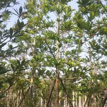 杜英8～12公分基地直销规格齐全欢迎老板来电咨询合作