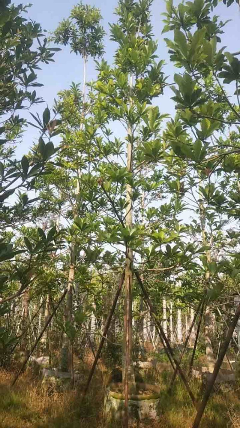 杜英8～12公分基地直销规格齐全欢迎老板来电咨询合作