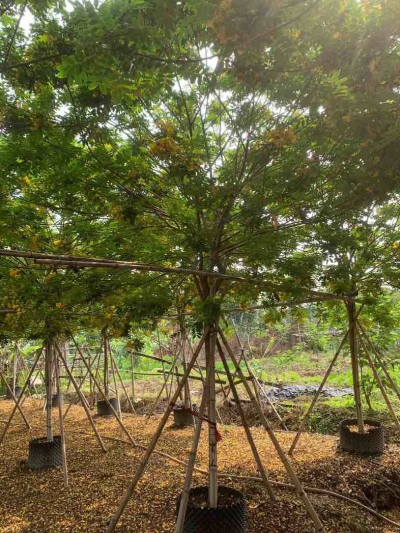 全冠黄花槐6～8公分基地直销规格齐全欢迎老板来电咨询合作