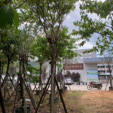 大叶紫薇10～15公分基地规格齐全欢迎老板来电咨询合作