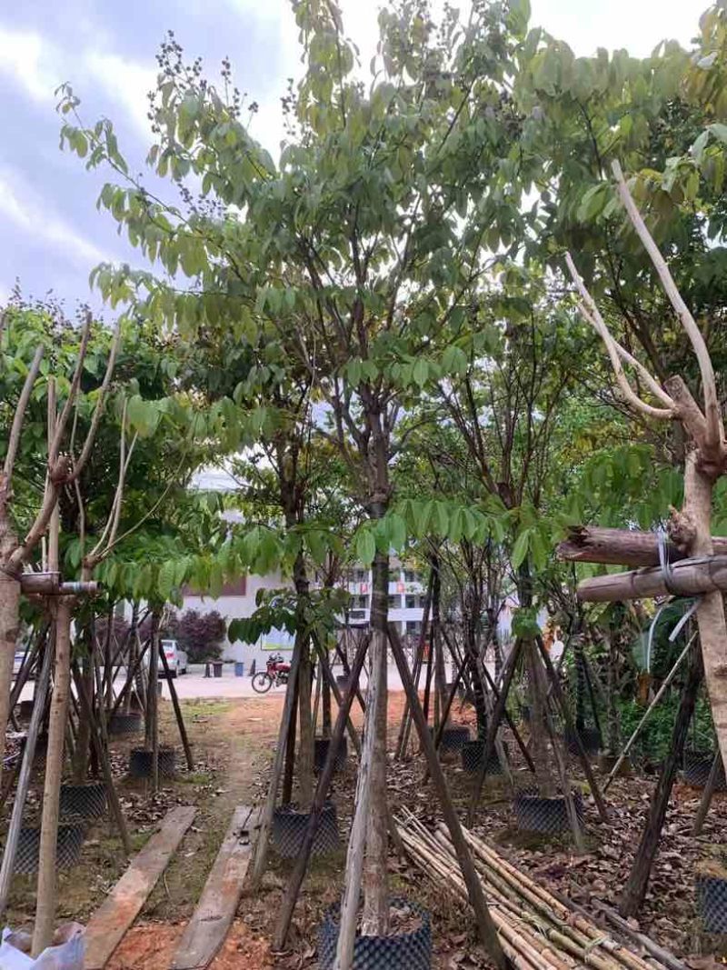 大叶紫薇10～15公分基地规格齐全欢迎老板来电咨询合作