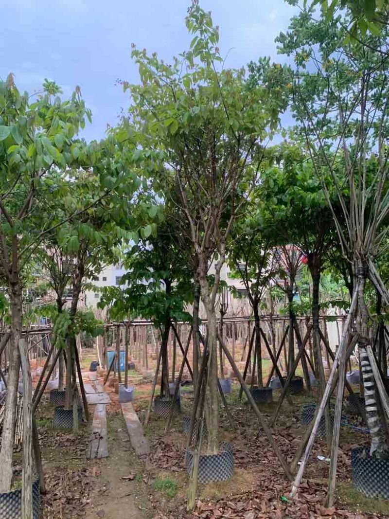 大叶紫薇10～15公分基地规格齐全欢迎老板来电咨询合作