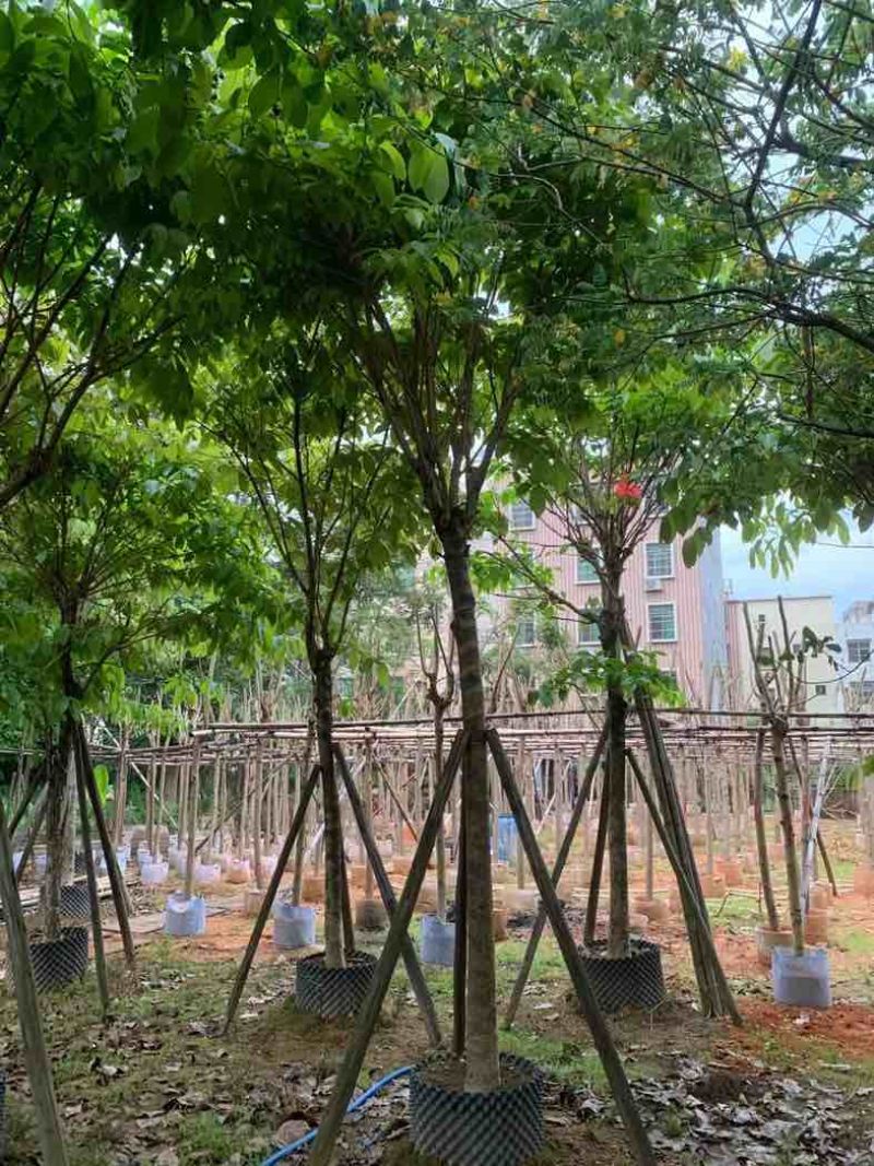 大叶紫薇10～15公分基地规格齐全欢迎老板来电咨询合作