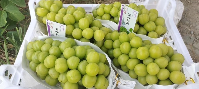 阳光玫瑰夏黑飓风葡萄江苏新沂产地专业代办一条龙服务