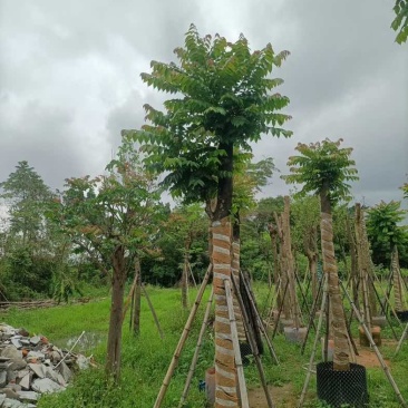 麻楝15～25公分基地直销规格齐全欢迎老板来电咨询合作