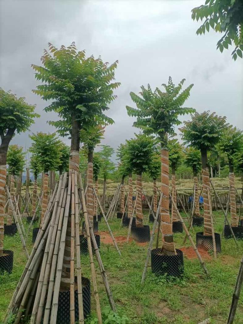 麻楝15～25公分基地直销规格齐全欢迎老板来电咨询合作