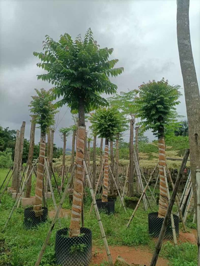 麻楝15～25公分基地直销规格齐全欢迎老板来电咨询合作