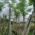凤凰树（红花楹）15～30公分基地规格齐全欢迎老板来电