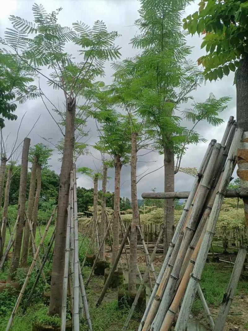 凤凰树（红花楹）15～30公分基地规格齐全欢迎老板来电