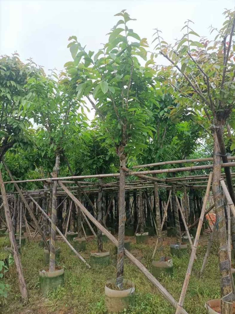 大叶紫薇7～15公分基地直销规格齐全欢迎老板来电咨询合作